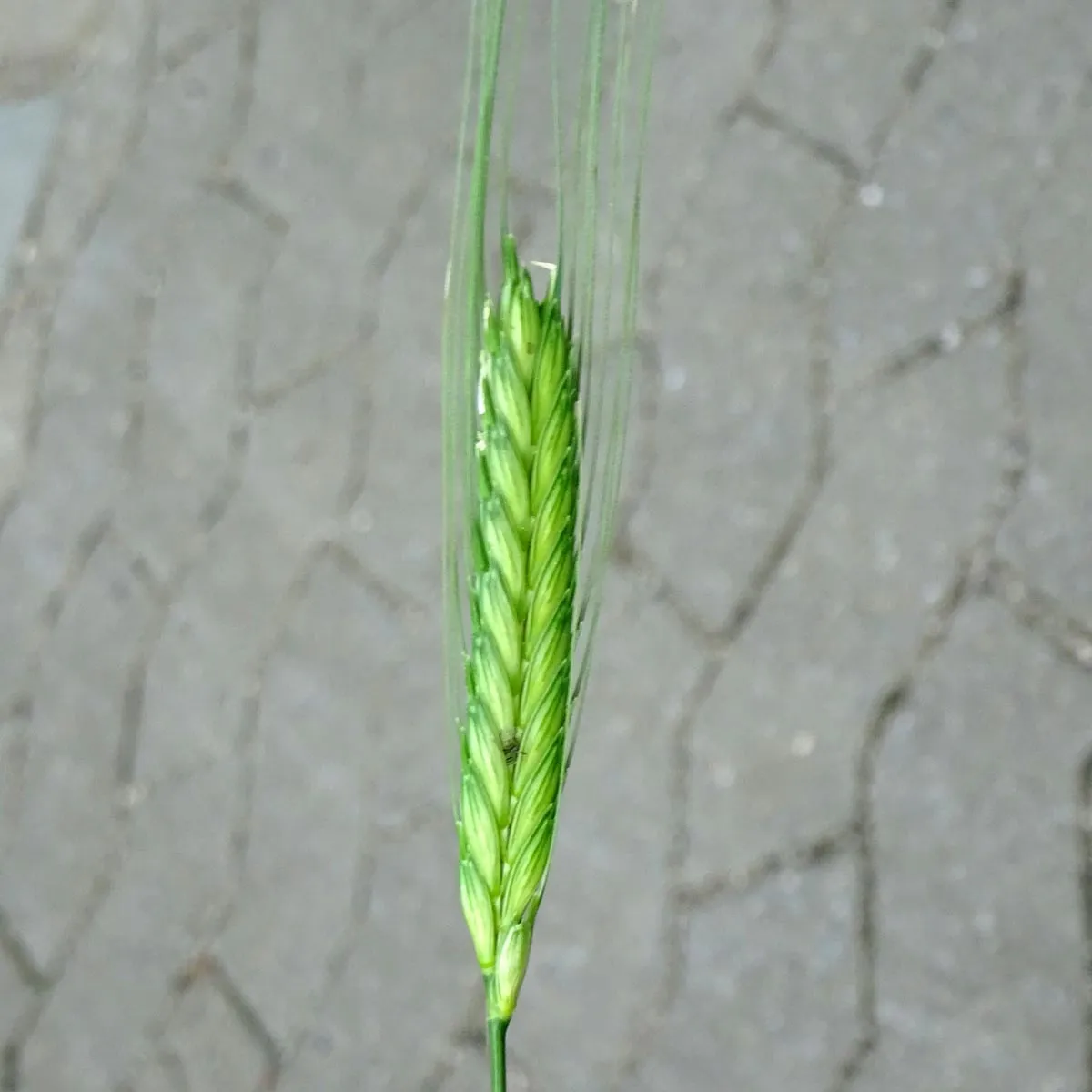 Einkorn (Triticum monococcum) Bio Saatgut