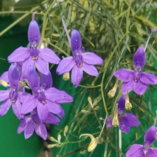 Ridderspoor (Consolida ajacis) met paarse, gespoorde bloemen