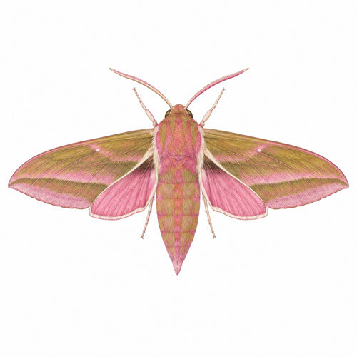 Illustratie van het groot avondrood (Deilephila elpenor)