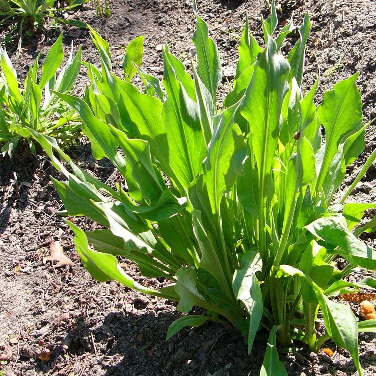 Schwarzwurzeln 'Einjährige Riesen' (Scorzonera hispanica) Samen