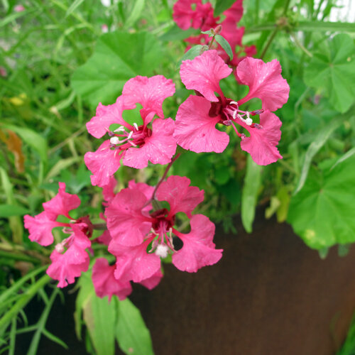 Clarkia (Clarkia elegans) met felroze bloemen
