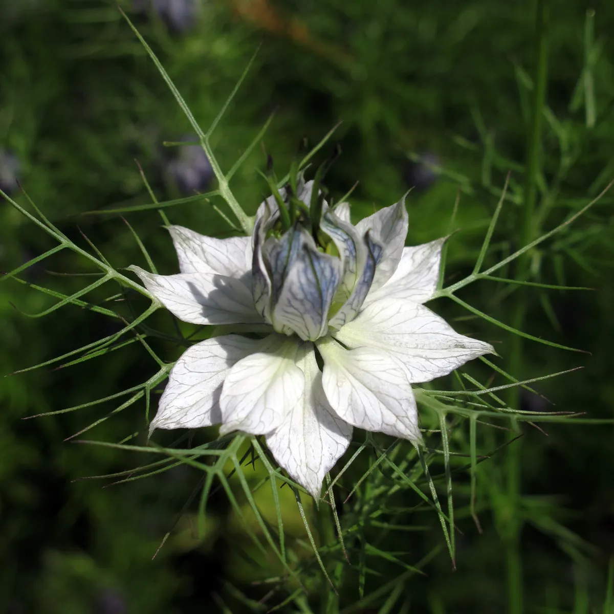 Weiße Jungfer im Grünen 'Miss Jekyll White' (Nigella damascena) Samen