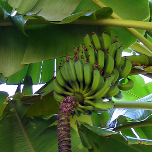 Bananenplant met groene, onrijpe bananen en bloeiwijze