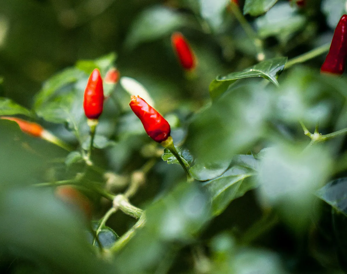 Zaaien van chilipepers