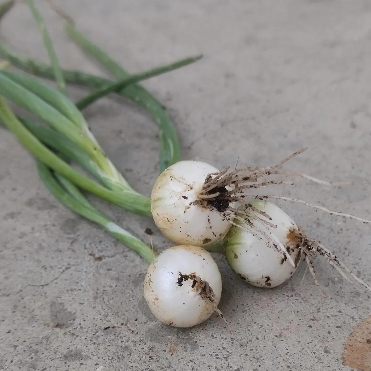 Pariser Silberzwiebel 'Blanc de Paris' (Allium cepa) Samen