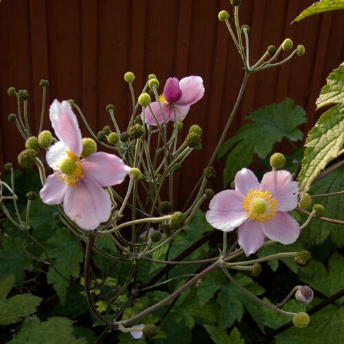 Herfstanemoon (Anemone hupehensis) met roze bloemen en ronde knoppen