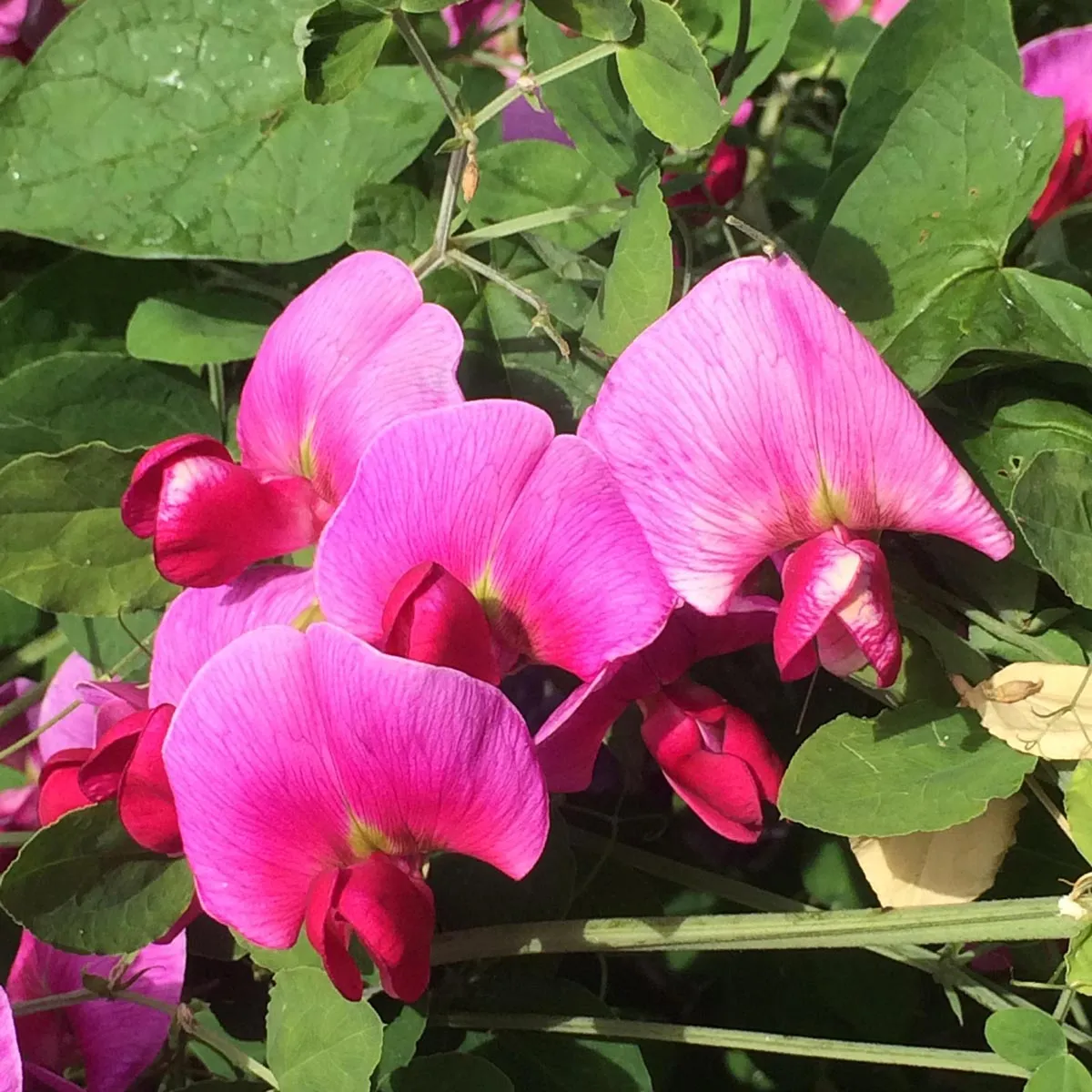 Duftwicke 'Spencer Mix' (Lathyrus odoratus) Bio Saatgut