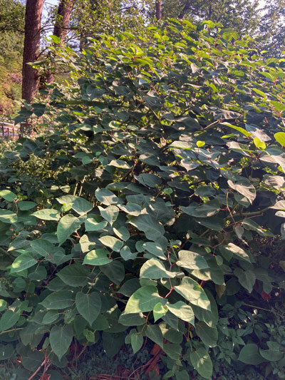 Japanse duizendknoop (Fallopia japonica)