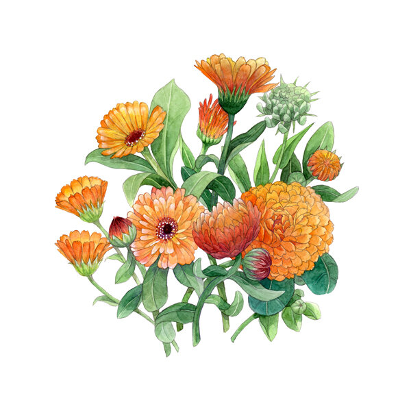 Illustratie: oranje goudsbloemen met bloemen en knoppen