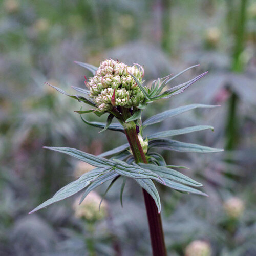 Bloemknoppen van valeriaan (Valeriana officinalis) aan een roodachtige stengel