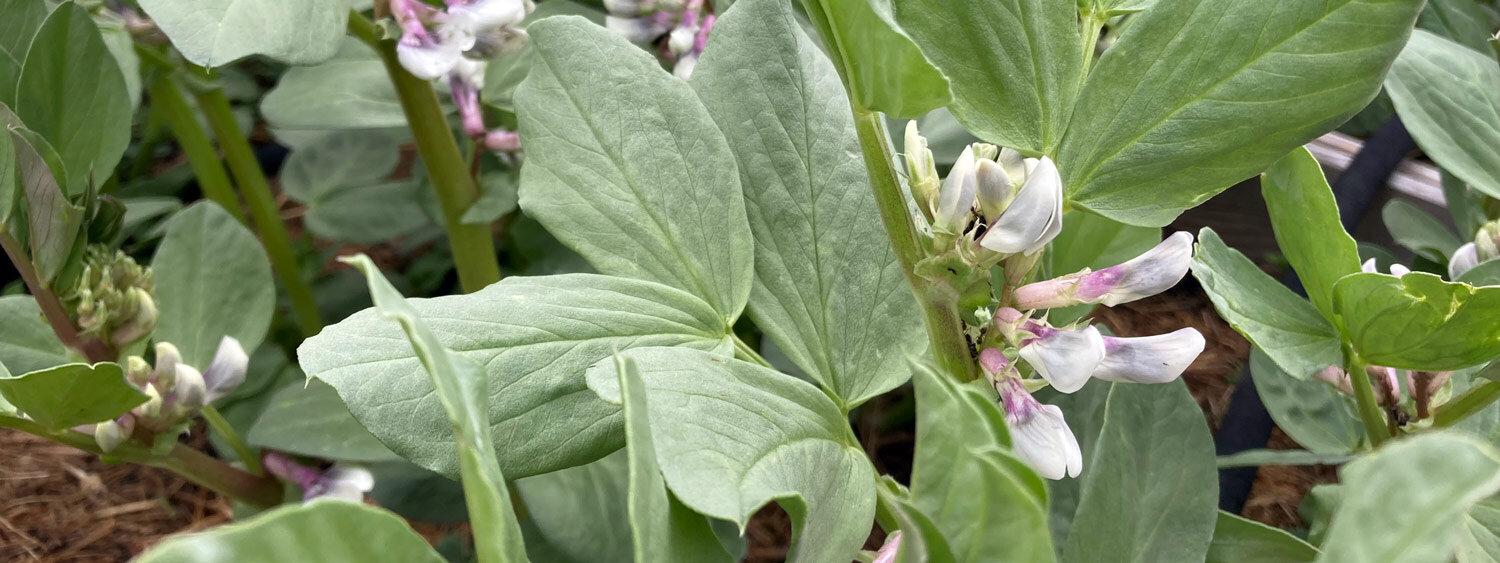 Bloeiende tuinbonen met wit-paarse bloemen in de moestuin