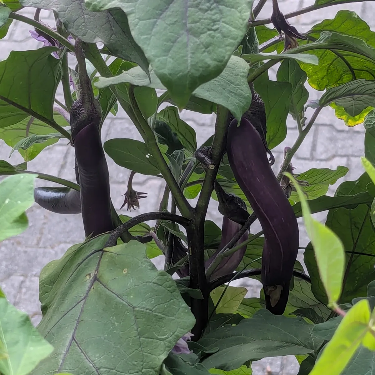 Aubergine 'Tarim' (Solanum melongena) Bio-Saatgut