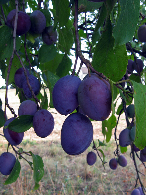 Rijpe blauwe kwetsen aan de boom