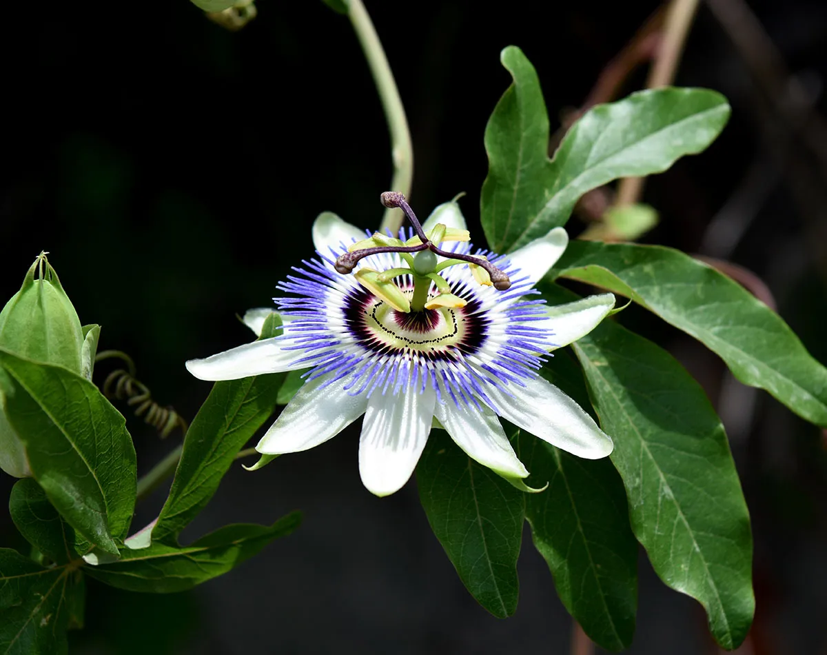Eetbare klimplanten