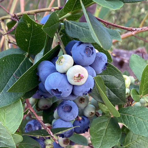Gecultiveerde blauwe bes (Vaccinium corymbosum) met rijpe blauwe en onrijpe lichte bessen