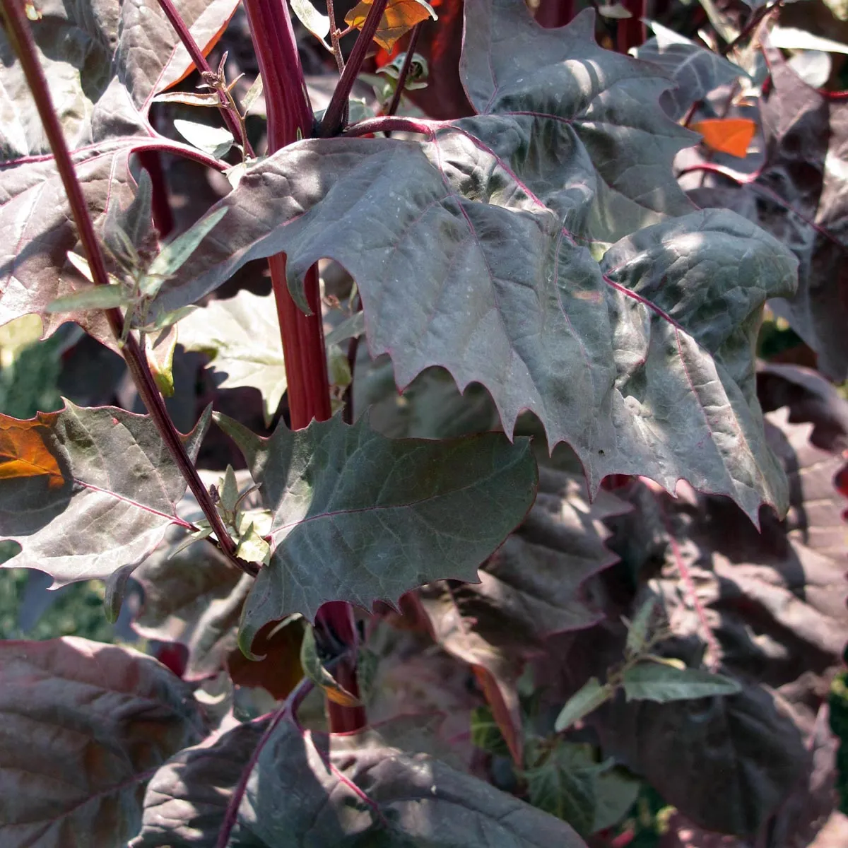 Rote Gartenmelde (Atriplex hortensis) Bio Saatgut