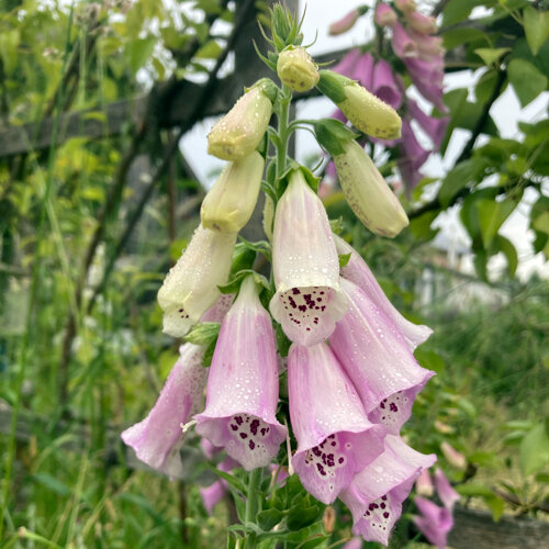 Vingerhoedskruid (Digitalis purpurea) met lichtroze klokbloemen, binnenin gespikkeld