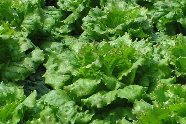 Sla in de moestuin