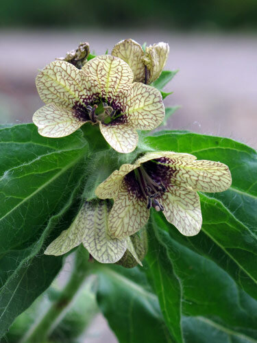 Bilzekruid (Hyoscyamus niger) met geelachtige, paars geaderde bloemen