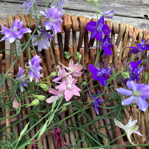 Wilde ridderspoor met violette, lila en roze bloemen op een rieten mand