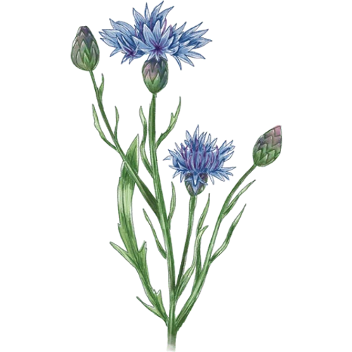 Korenbloemen