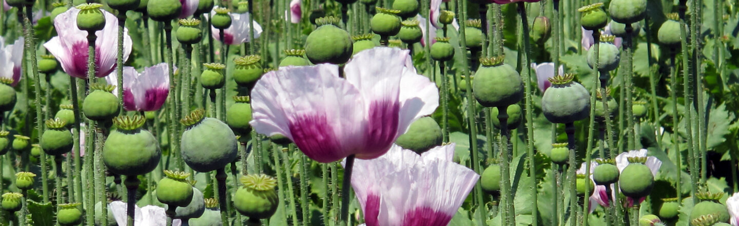 Veld met papavers