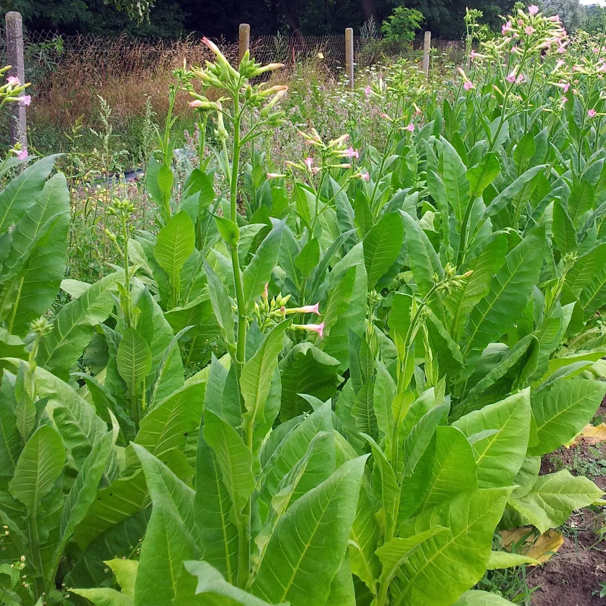 Tabak 'Badischer Geudertheimer' (Nicotiana tabacum) Samen