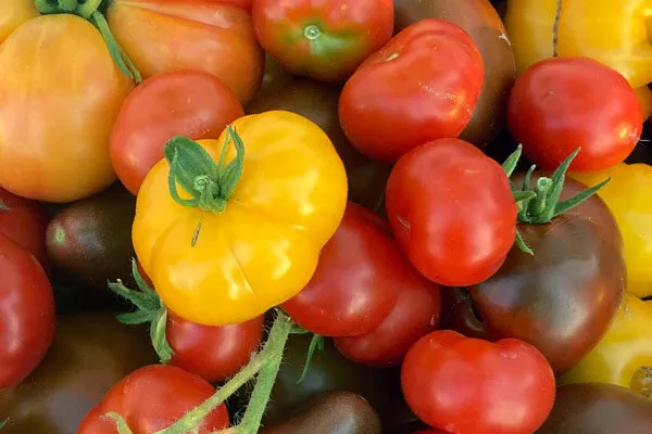 Rode en gele tomaten