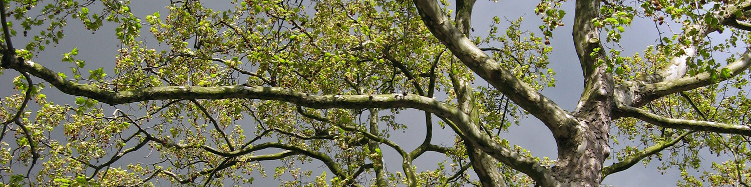 Blik omhoog in een boomkroon
