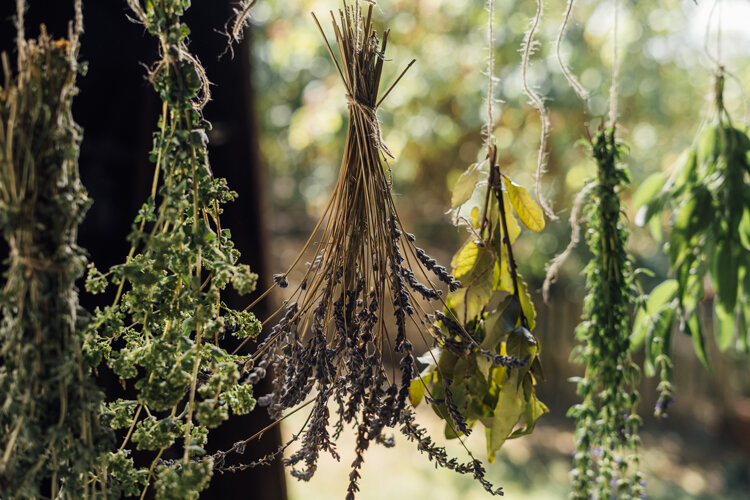 Kruidenbosjes, waaronder lavendel, hangen ondersteboven te drogen