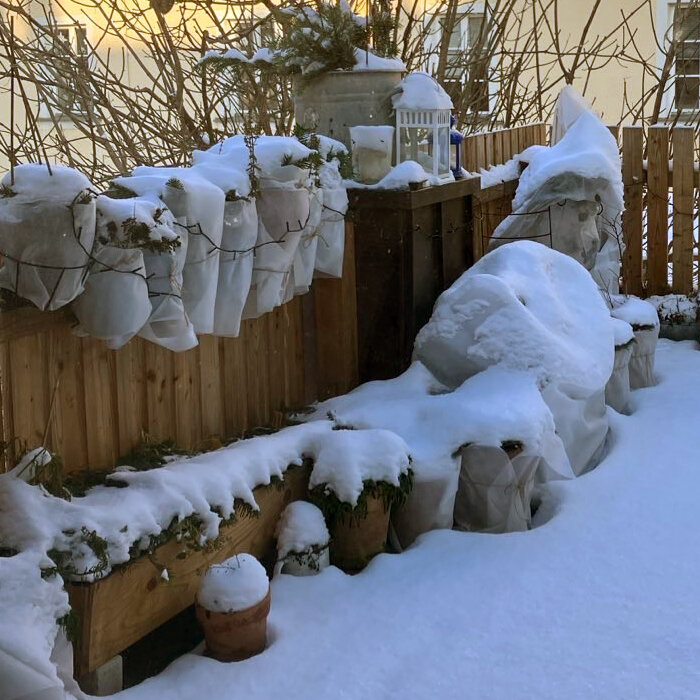 In vliesdoek verpakte kuip- en bakplanten bij het houten hek van een besneeuwd balkon