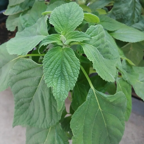 Jonge plant van Mexicaanse chia (Salvia hispanica) met getande bladeren