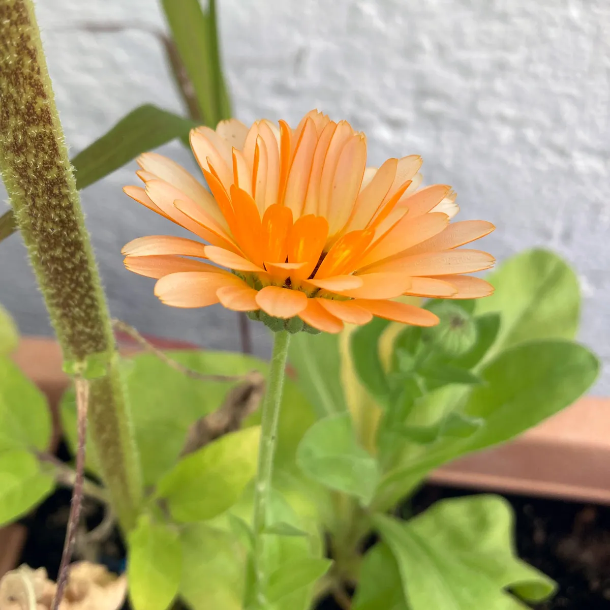 Lachsrosa Ringelblume 'Pink Surprise' (Calendula officinalis) Samen