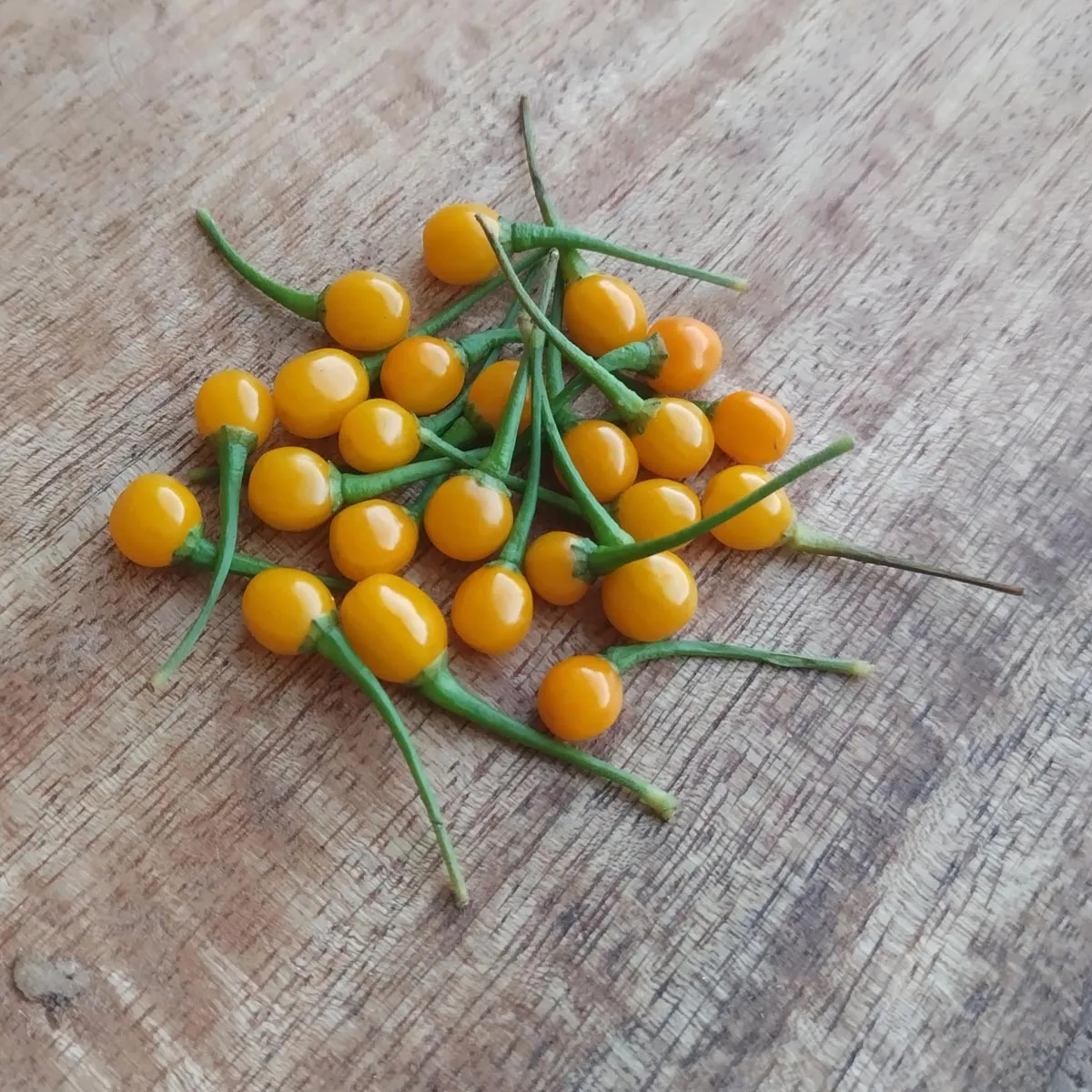 Wildchili 'Pingo De Ouro' (Capsicum chinense) Samen