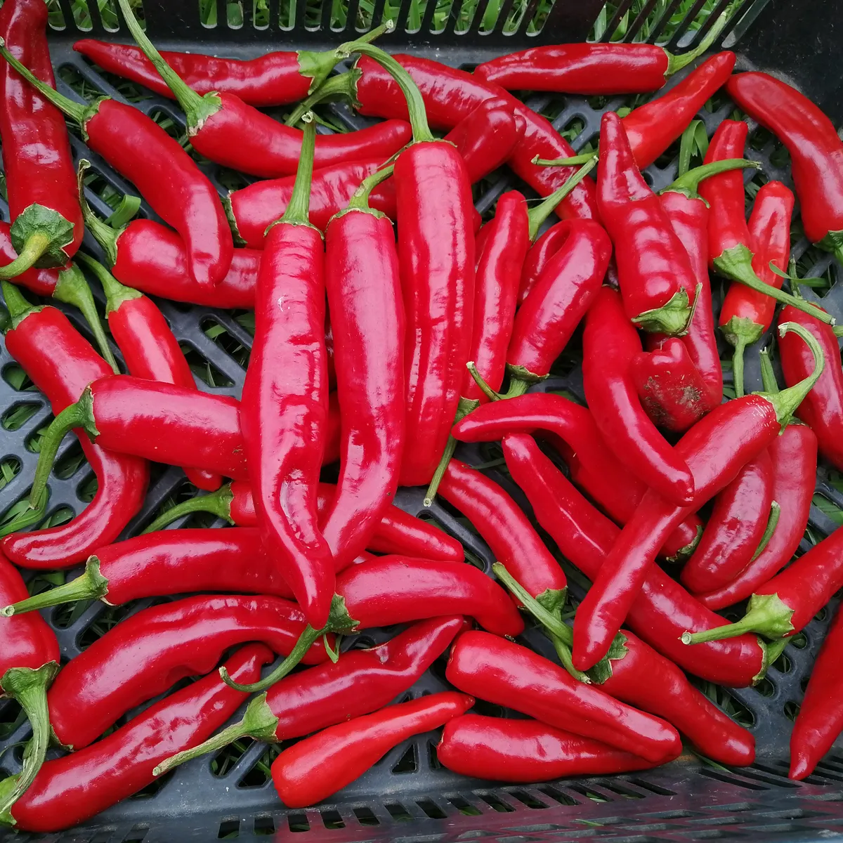 Chili 'Guajillo' (Capsicum annuum) Samen