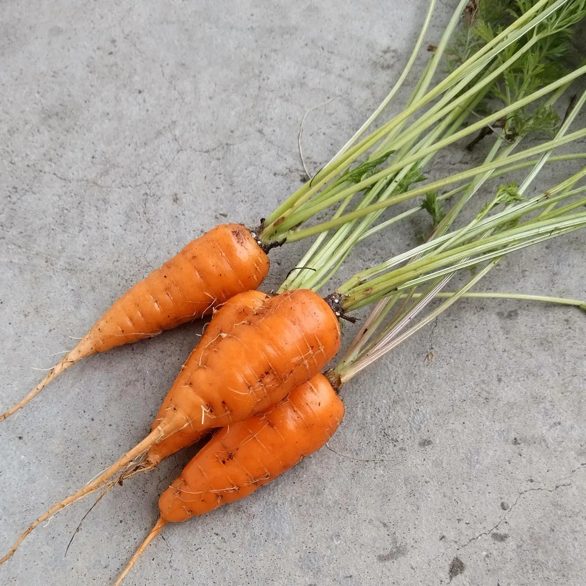 Möhre 'Rodelika' (Daucus carota) Bio Saatgut