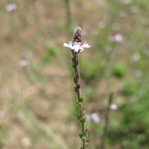 Bloeiaar van echte verbena (Verbena officinalis) met kleine lichtpaarse bloemen