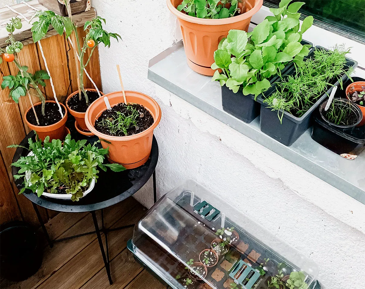 Balkonmoestuinzaden