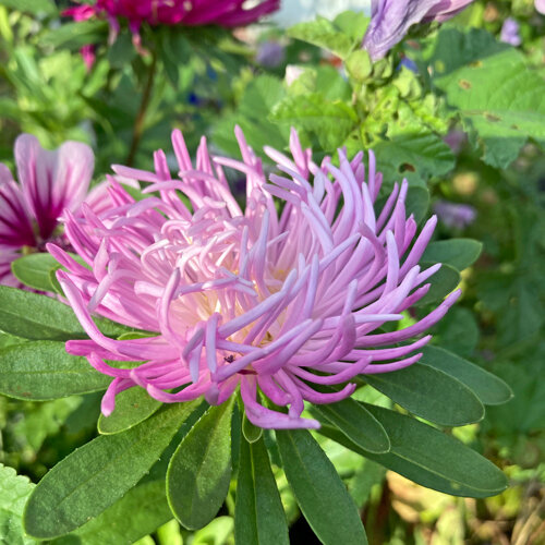 Chinese aster (Callistephus chinensis) met roze, spinachtige bloemblaadjes