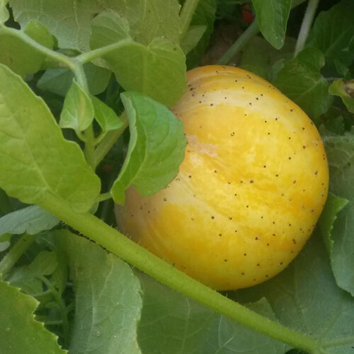 Appelkomkommer (Cucumis sativus) met ronde, lichtgele vrucht tussen de bladeren