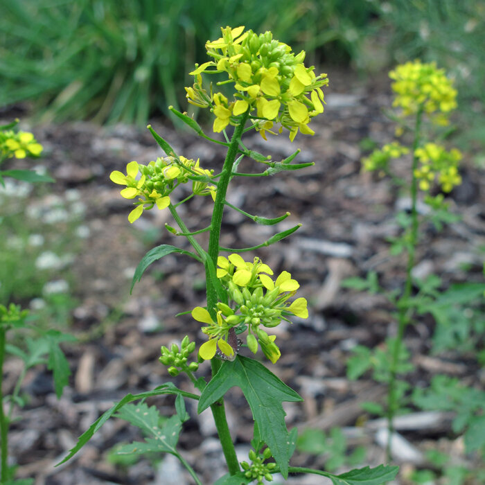 Gele mosterd / witte mosterd (Sinapis alba) met gele bloemen