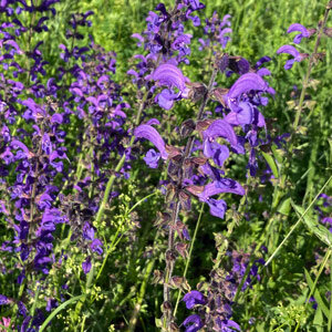 Wilde salie (Salvia pratensis) zaden