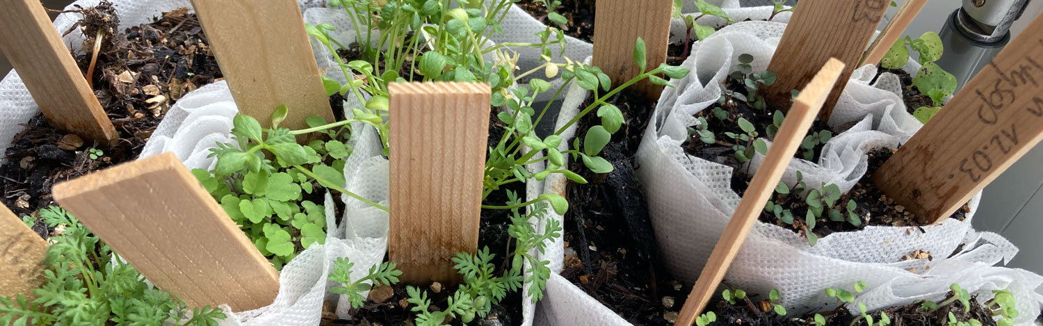 Zaaien in de rol: jonge planten in opgerold vlies met houten labels