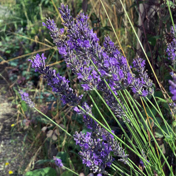 Lavendel met paarse bloemaren aan lange stelen