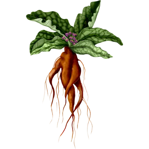 Alruin