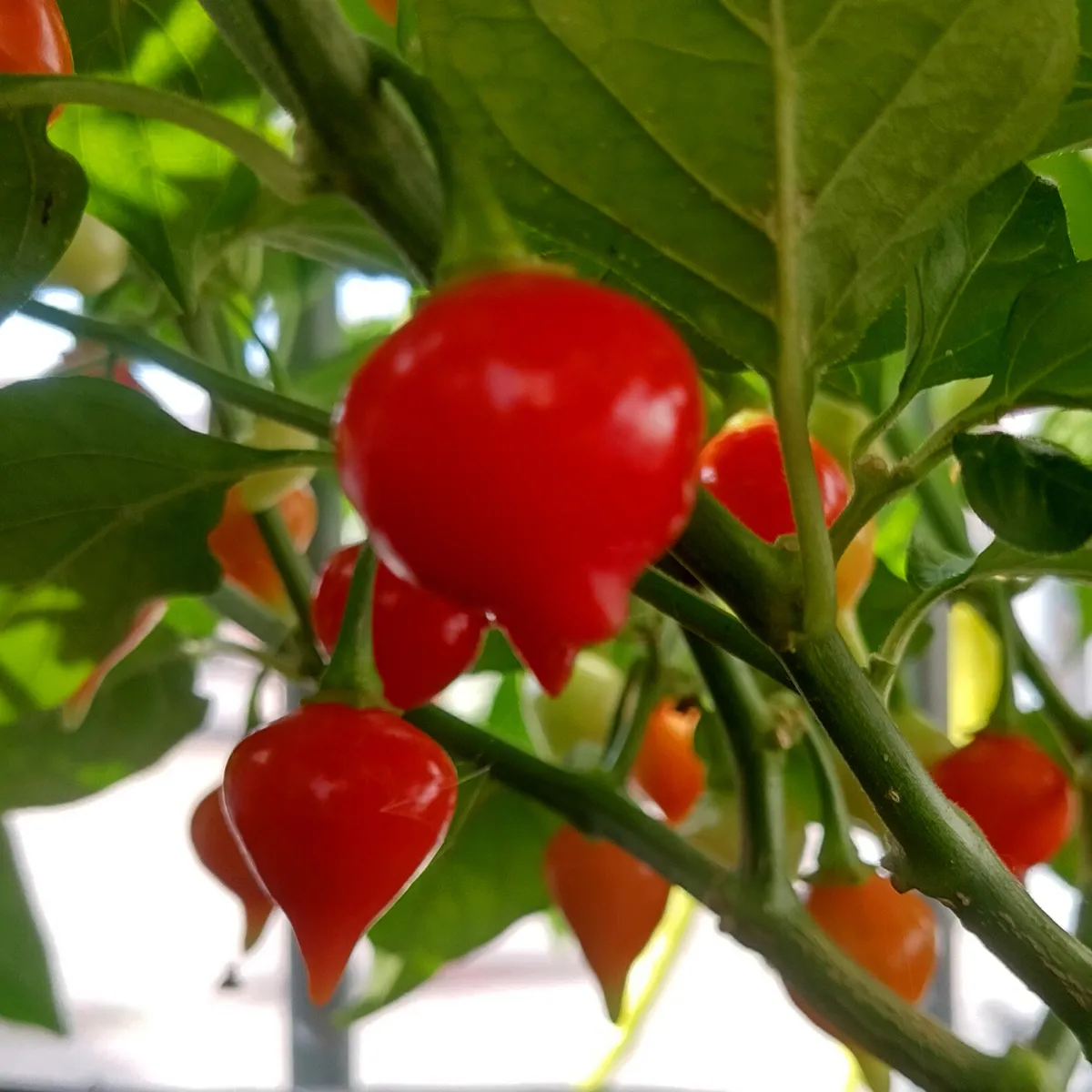 Chili 'Biquinho' (Capsicum chinense) Samen