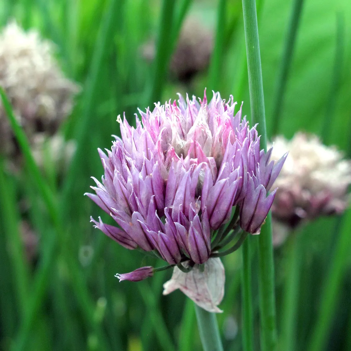 Schnittlauch 'Gonzales' (Allium schoenoprasum) Bio Saatgut