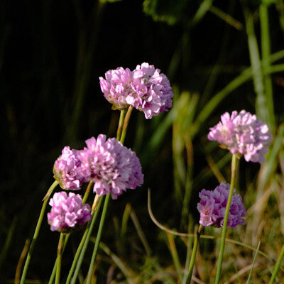 Engels gras (Armeria maritima) zaden