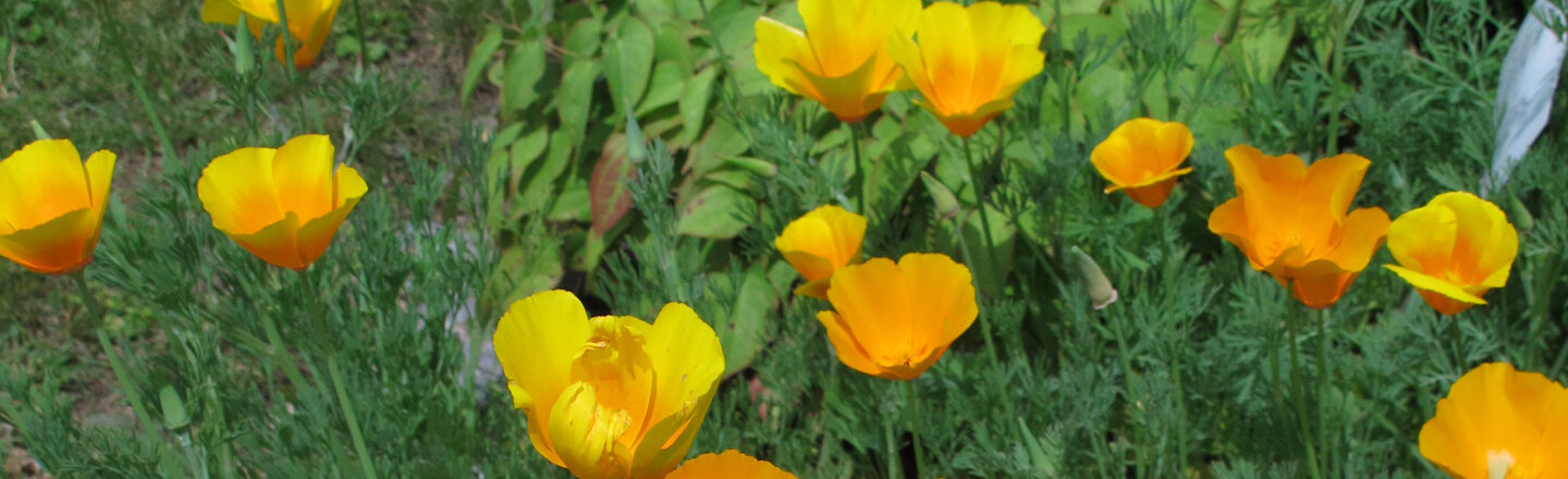 Bloeiende Californische klaproos (Eschscholzia californica) in geel en oranje