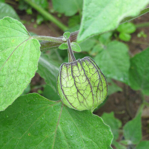 Physalis met groene, geaderde vruchtomhulling aan de plant